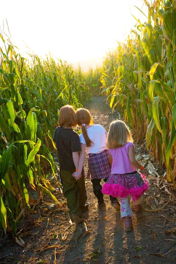 Children exploring a sunlit path through Confreda's corn maze
